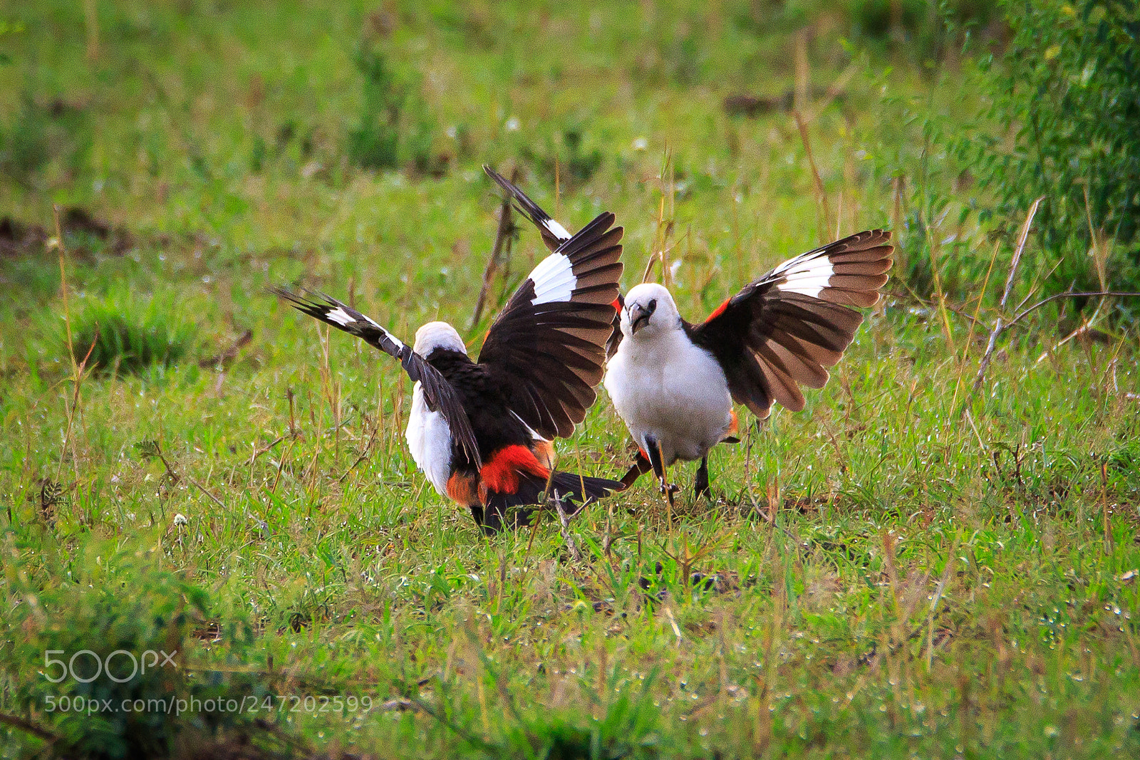 Canon EOS 7D Mark II sample photo. Tanzania - serengeti photography