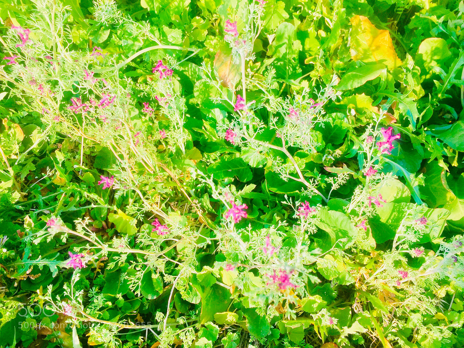 Apple iPhone 6 sample photo. Untitled photography