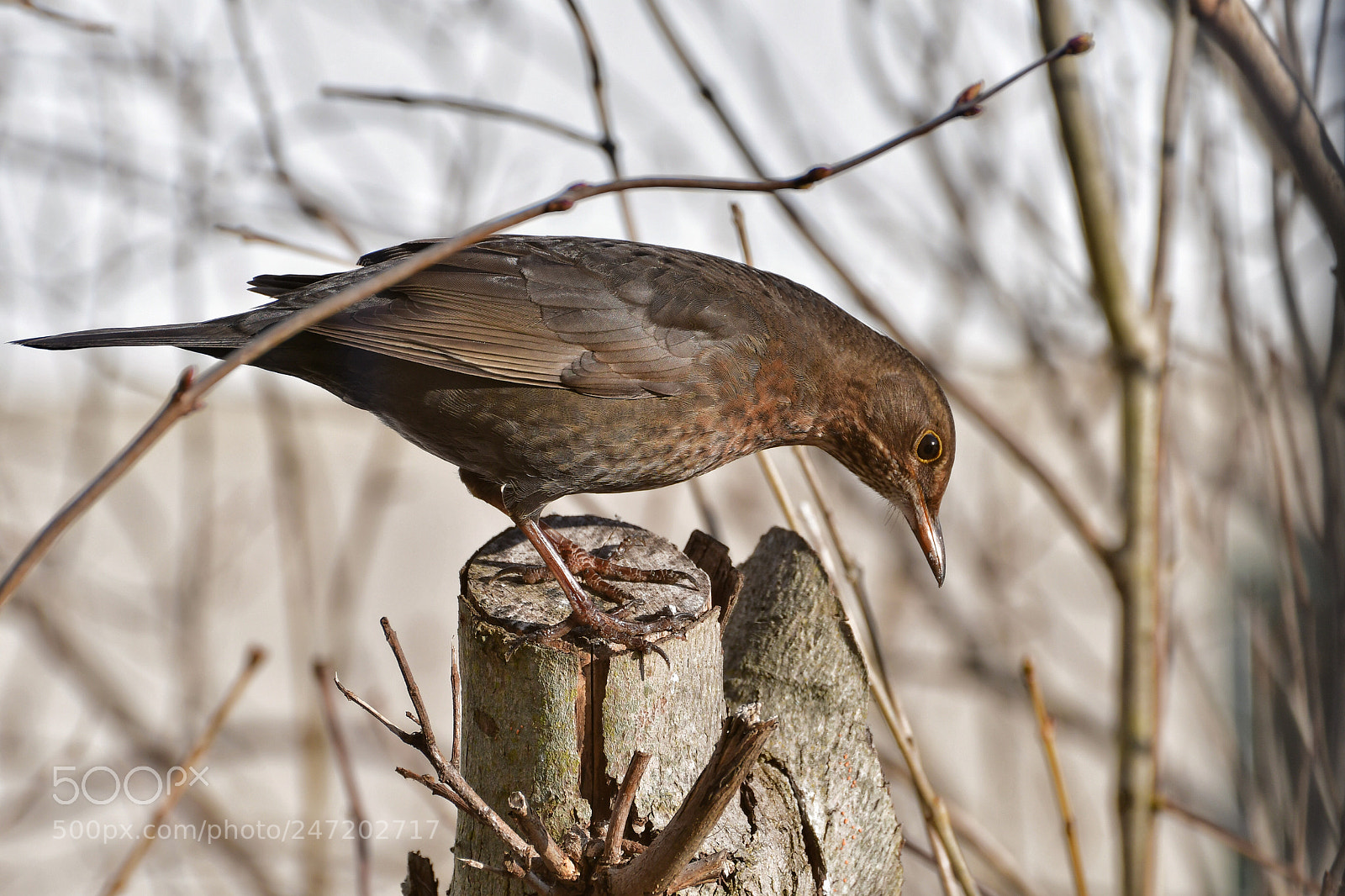 Nikon D500 sample photo. Curious little bird photography