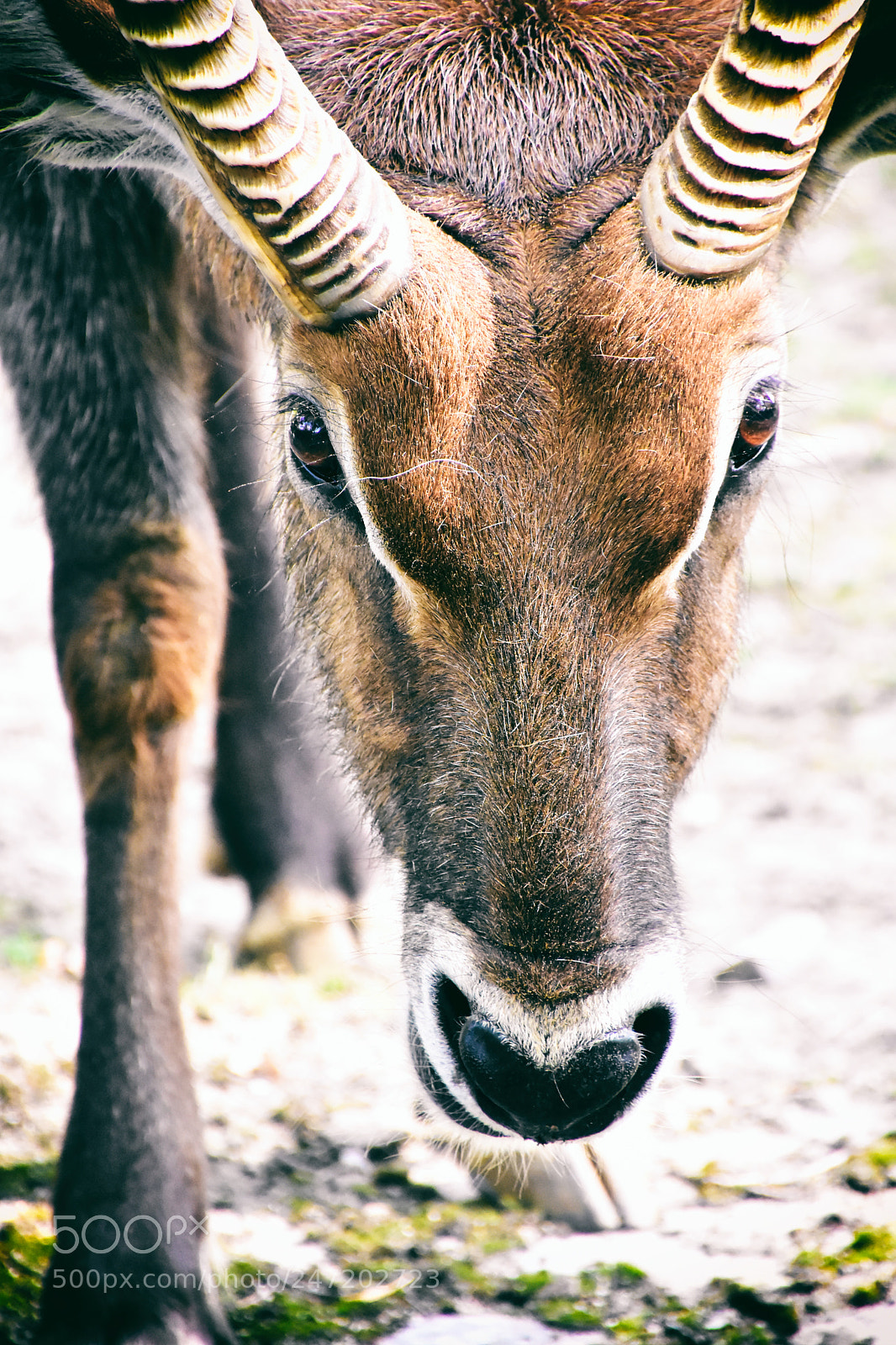 Nikon D7200 sample photo. Gazelle photography
