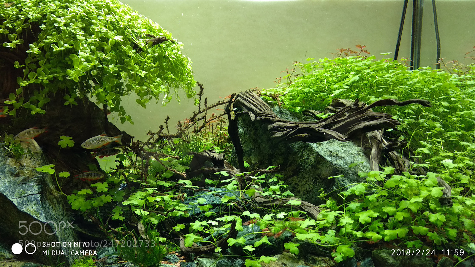 Xiaomi Mi A1 sample photo. Pauls aquarium photography