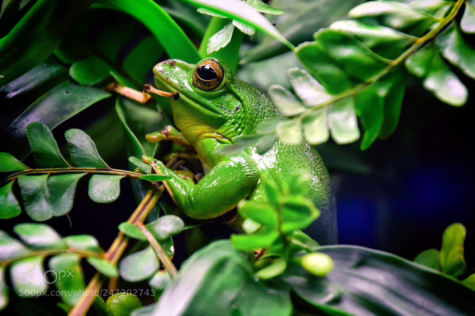 Nikon D7200 sample photo. Green frog photography