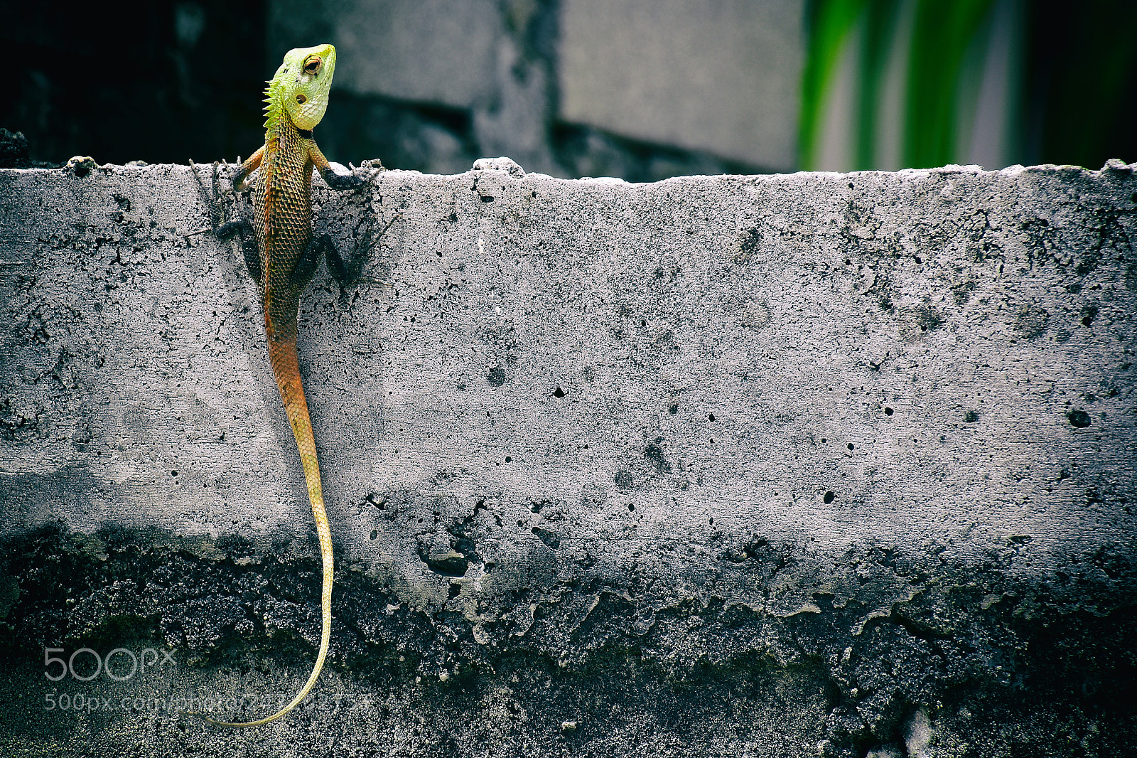Nikon D7200 sample photo. Lizard maldives photography