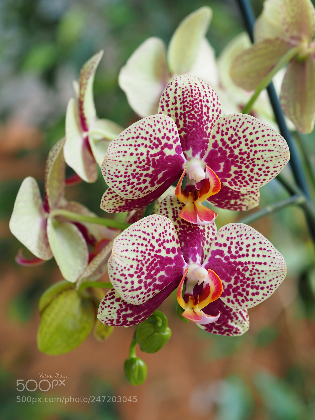 Olympus OM-D E-M5 II sample photo. Orchidée photography