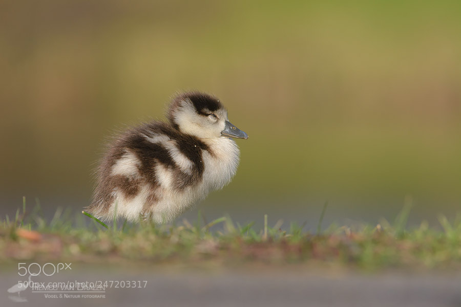 Nikon D7100 sample photo. Egyptian gosling in *zen-mode* photography