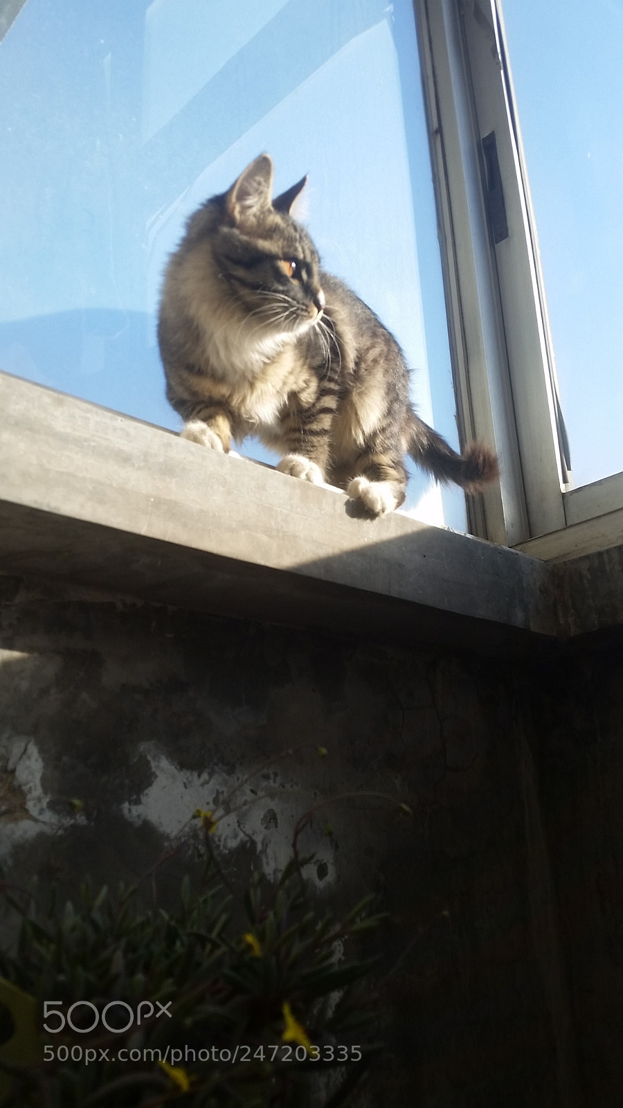 Samsung Galaxy S5 sample photo. 猛虎下山 photography