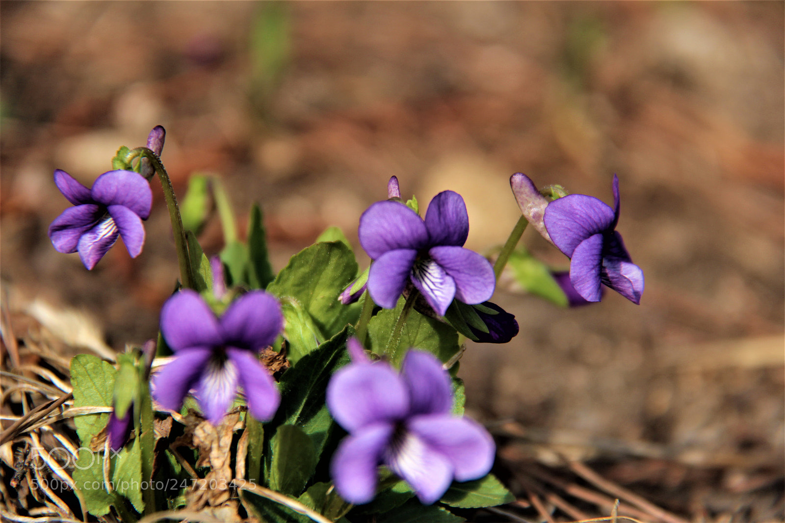 Canon EOS 100D (EOS Rebel SL1 / EOS Kiss X7) sample photo. Img photography