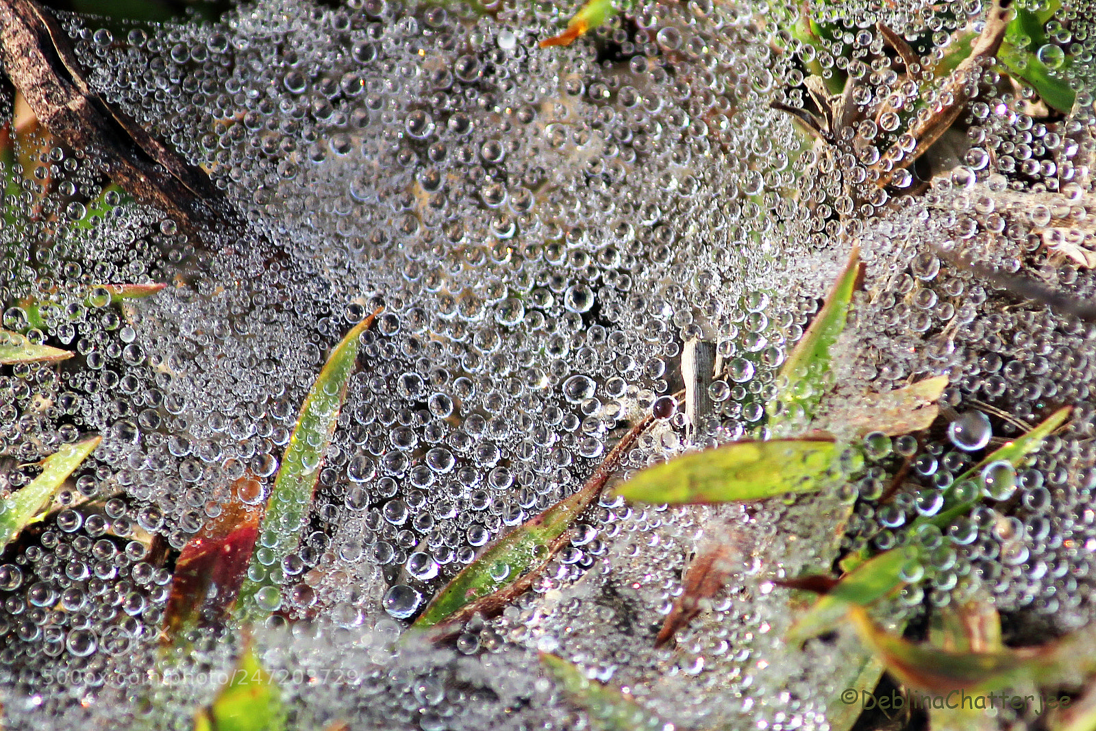 Canon EOS 700D (EOS Rebel T5i / EOS Kiss X7i) sample photo. Dewdrops photography
