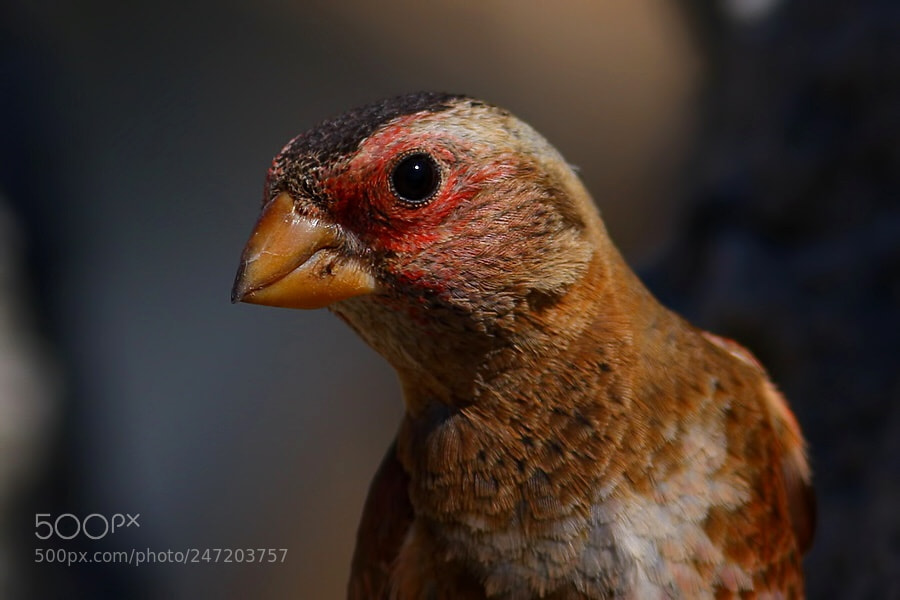 Canon EOS 40D sample photo. Euroasian crimson-winged finch photography