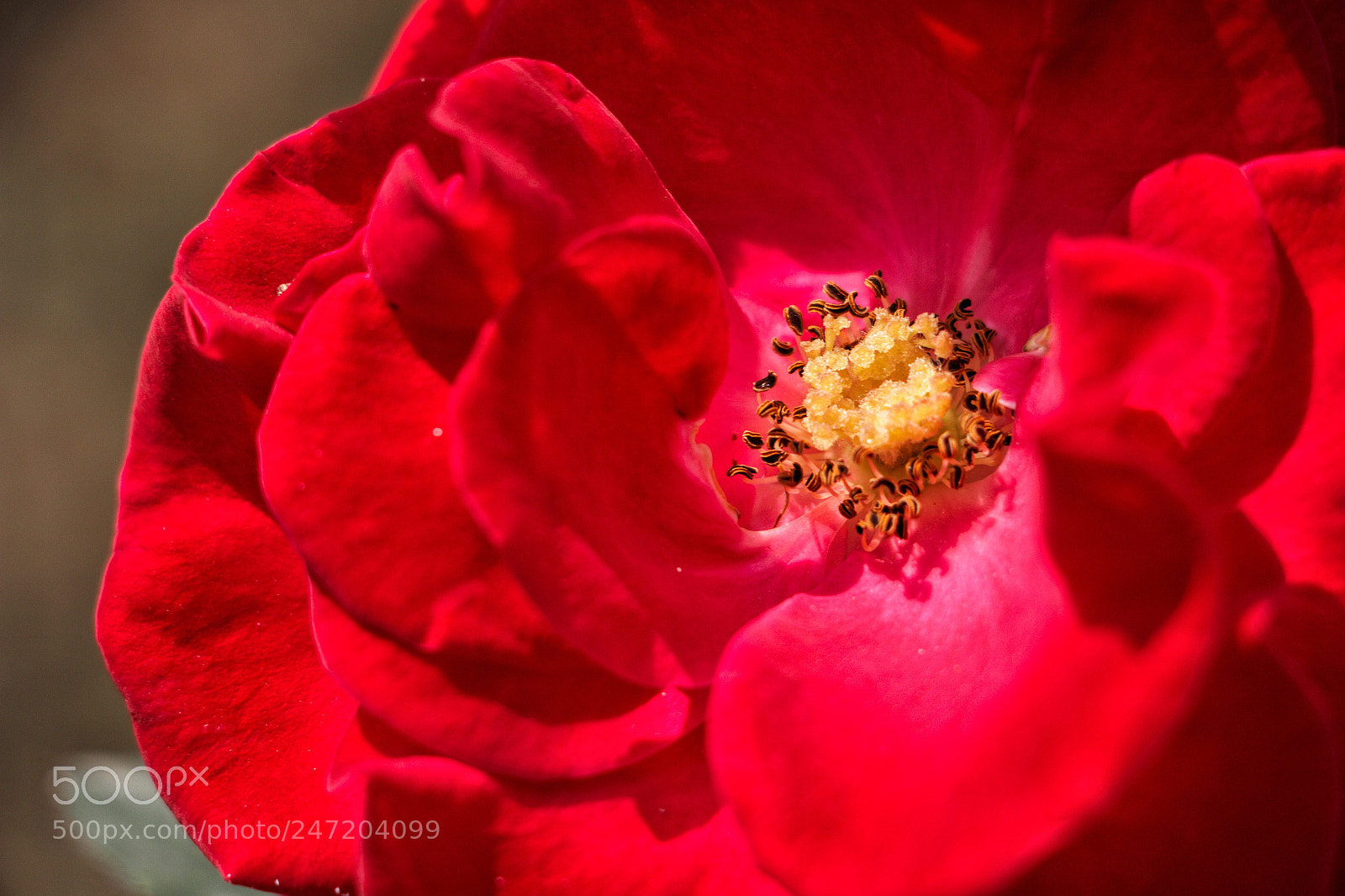 Canon EOS 700D (EOS Rebel T5i / EOS Kiss X7i) sample photo. Indian rose in full photography