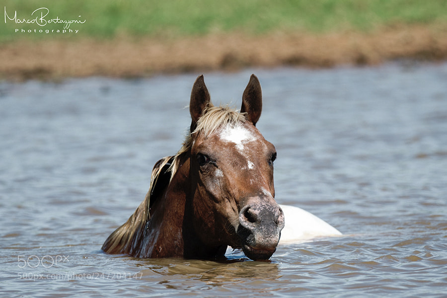 Nikon D3S sample photo. Swimming appaloosa photography