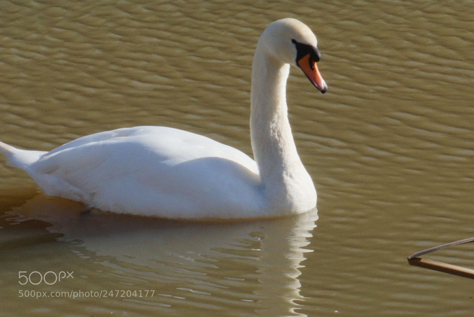 Sony Alpha a5000 (ILCE 5000) sample photo. Swan on canal. photography