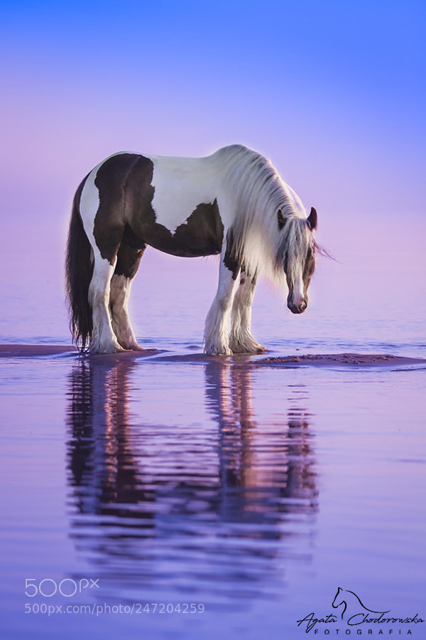 Canon EOS 7D sample photo. Horse photography