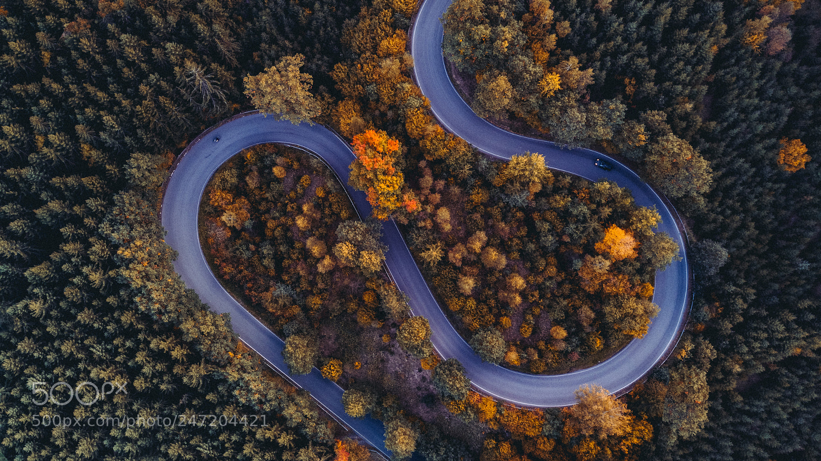 DJI FC220 sample photo. Forest adventures photography