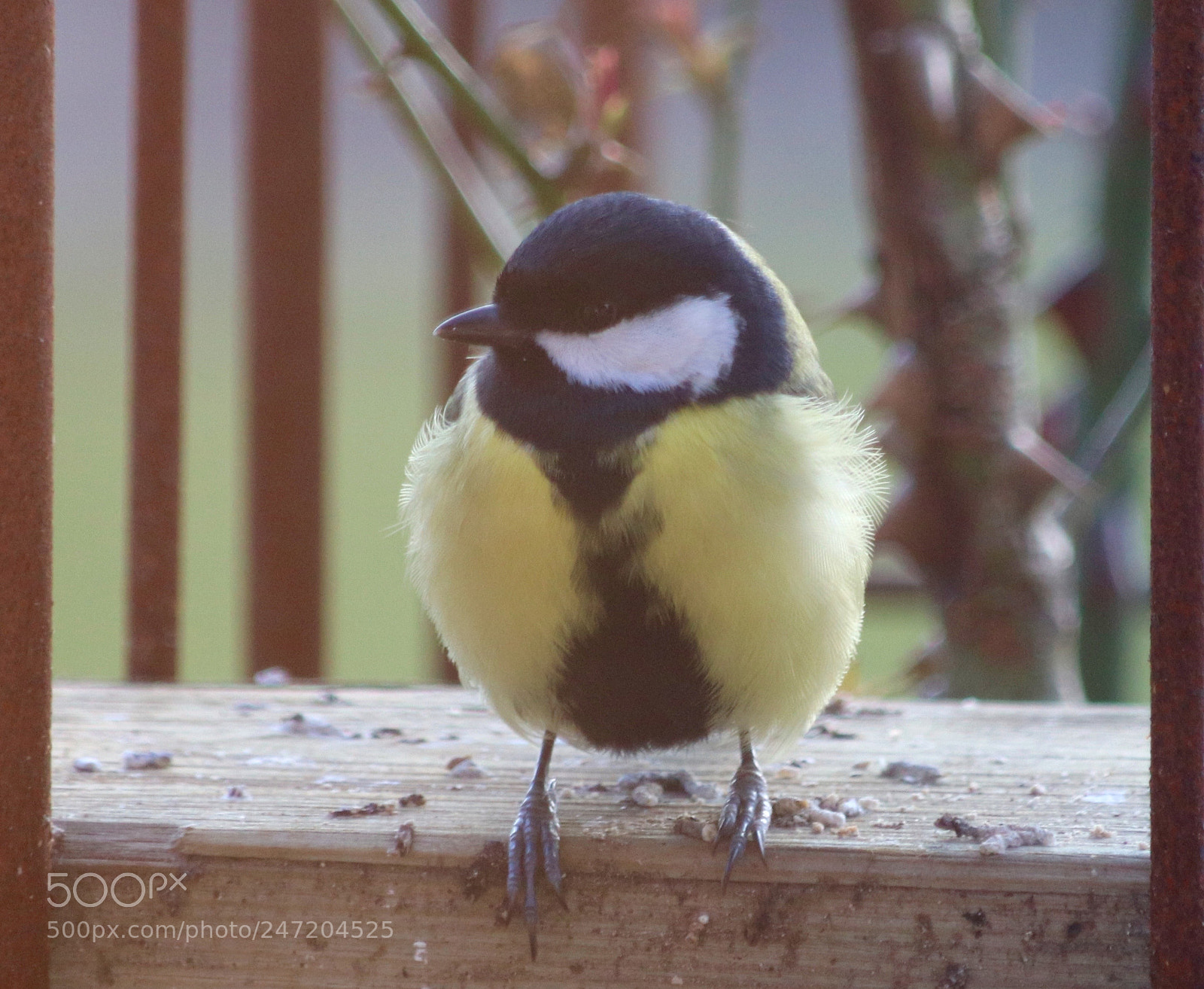 Canon EOS 77D (EOS 9000D / EOS 770D) sample photo. Titmouse in the garden photography