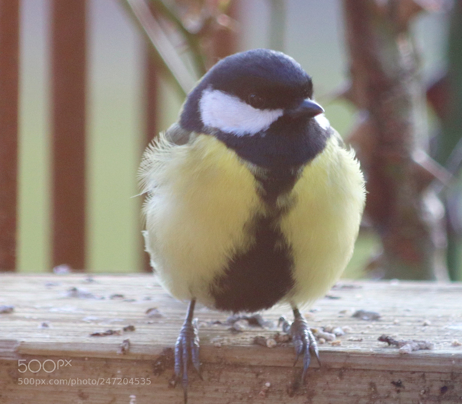 Canon EOS 77D (EOS 9000D / EOS 770D) sample photo. Titmouse in the garden photography