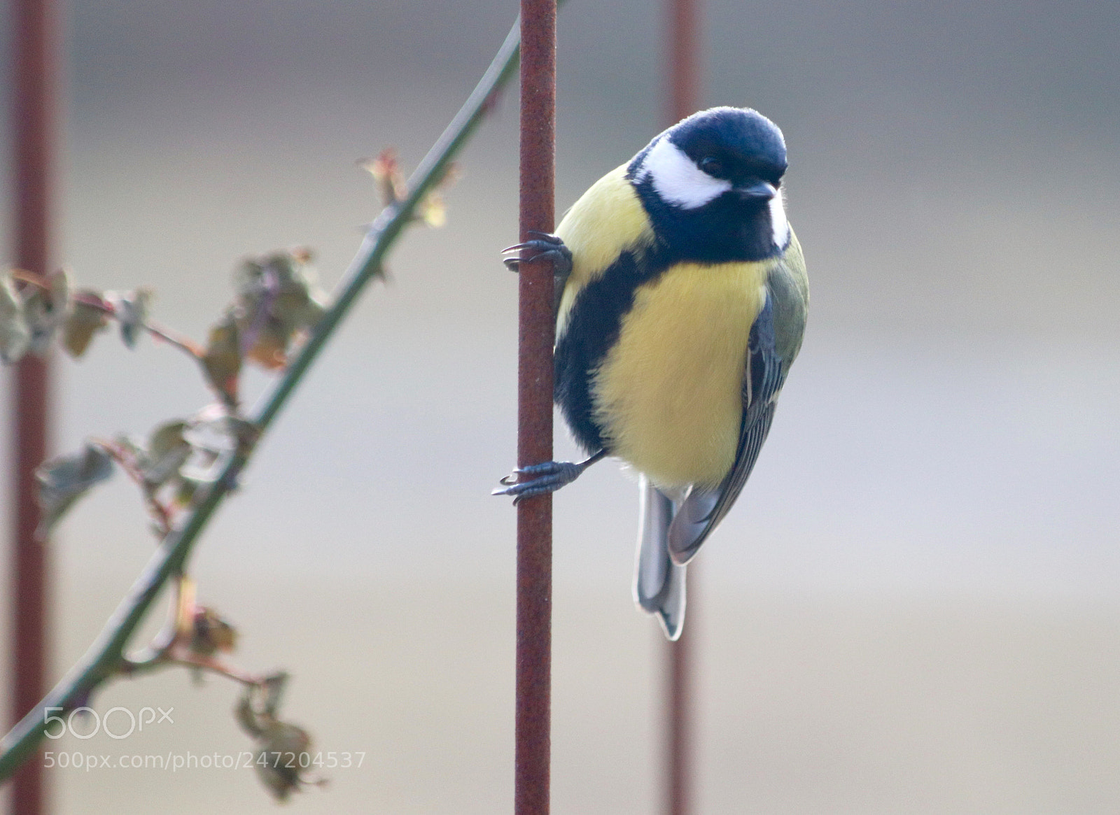 Canon EOS 77D (EOS 9000D / EOS 770D) sample photo. Titmouse in the garden photography