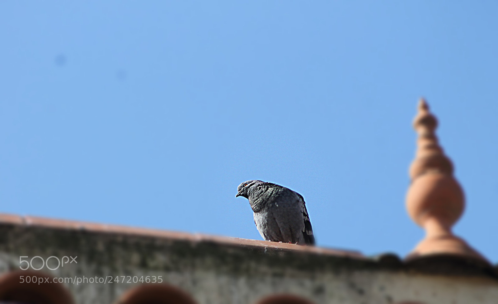 Canon EOS 1100D (EOS Rebel T3 / EOS Kiss X50) sample photo. A pigeon above a photography