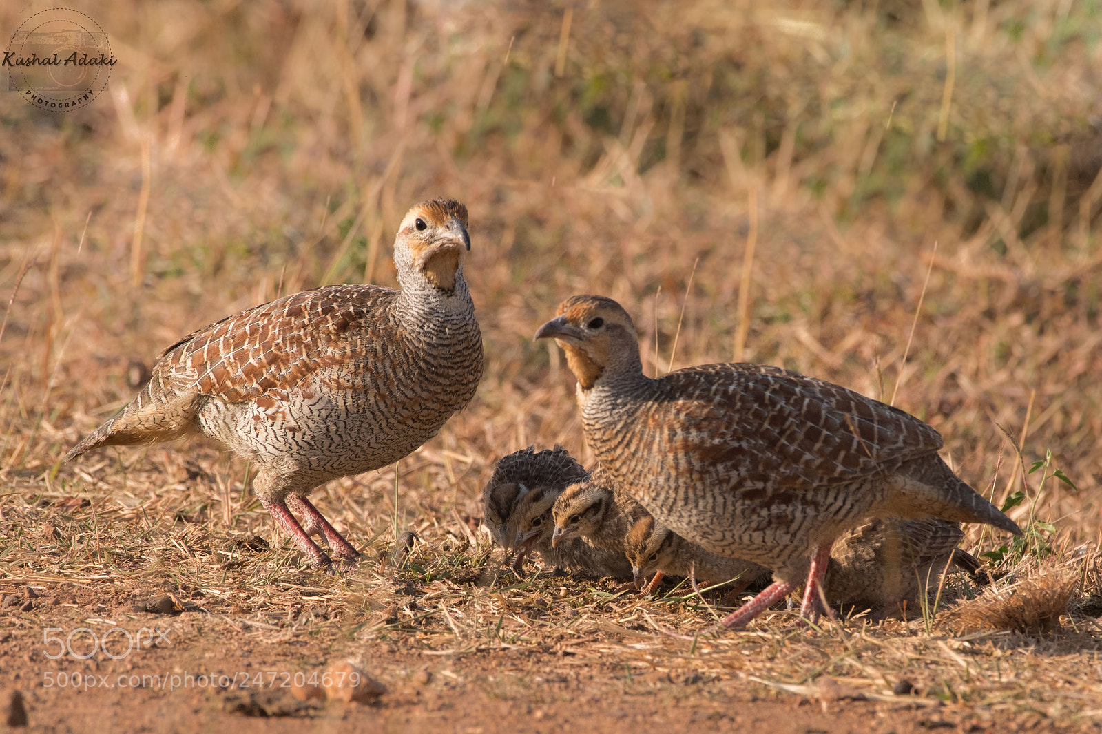 Nikon D500 sample photo. Grey francolin (family) photography