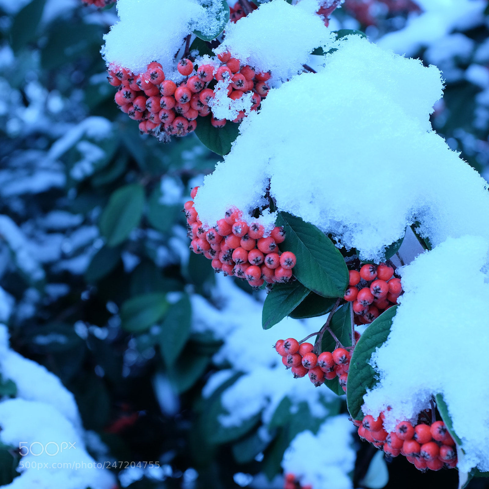Fujifilm X100T sample photo. Snow photography
