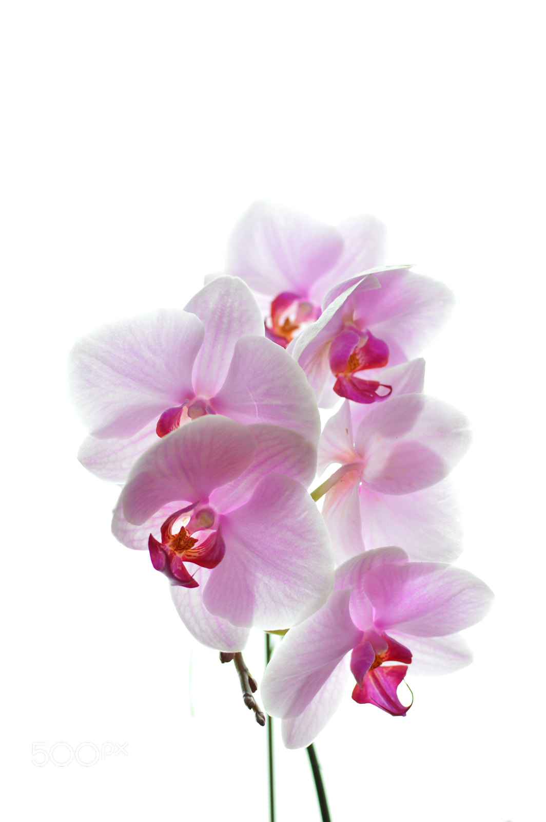 Nikon D3200 sample photo. Orchids photography