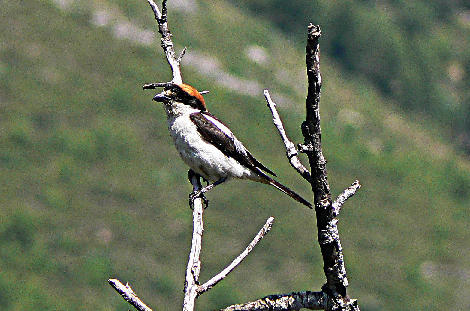 Panasonic DMC-FZ7 sample photo. Bird photography