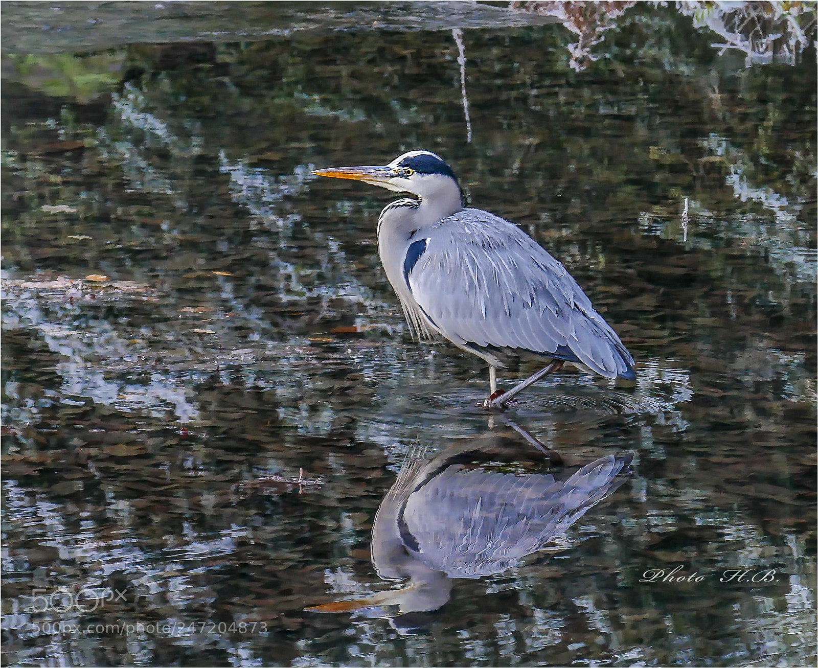 Panasonic Lumix DMC-FZ1000 sample photo. Gray heron photography