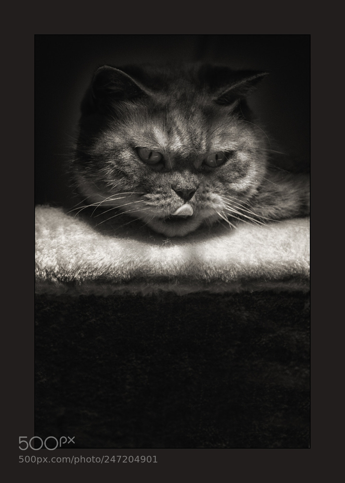 Canon EOS 700D (EOS Rebel T5i / EOS Kiss X7i) sample photo. Wanting something nice photography