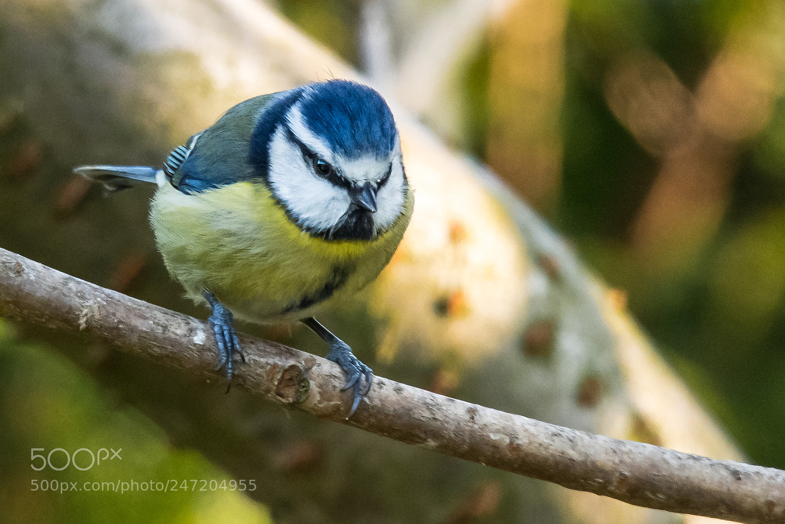 Nikon D850 sample photo. Frowning blue tit photography