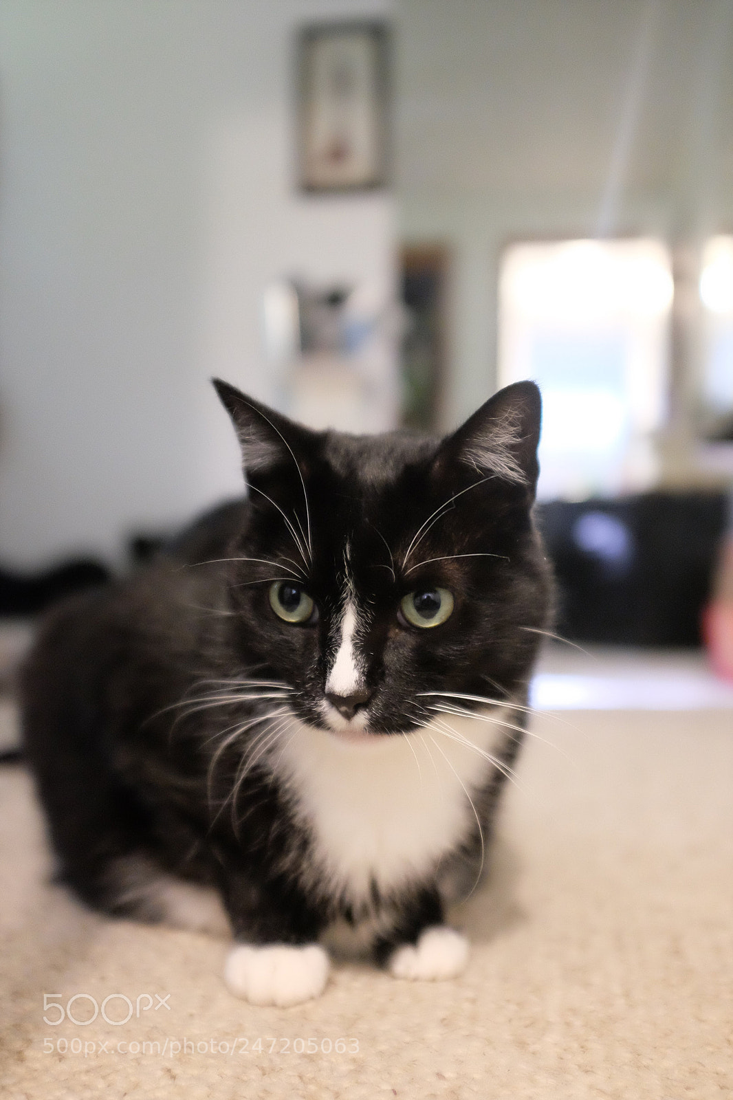 Fujifilm X100T sample photo. Griffin photography