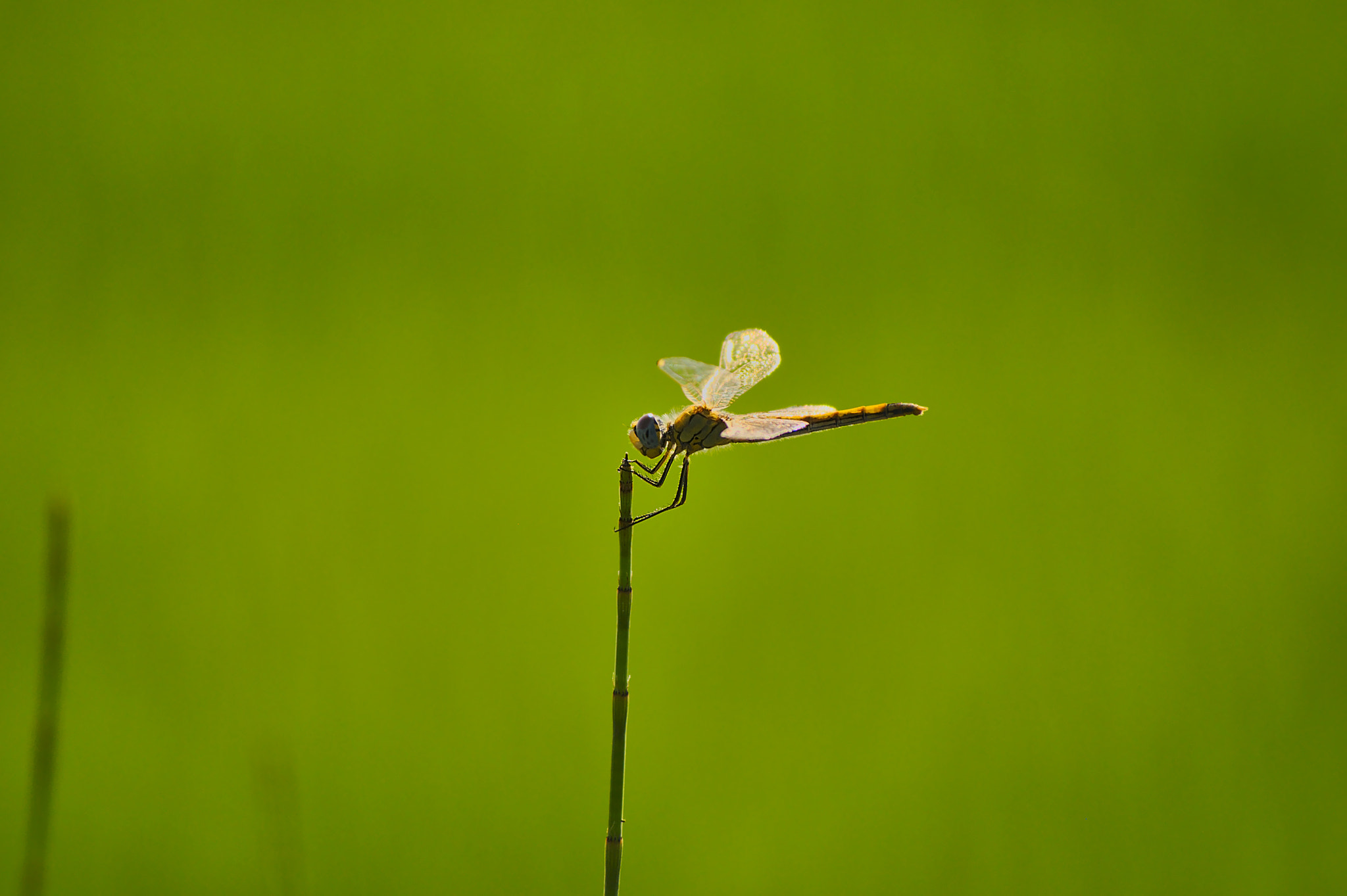 Nikon D90 sample photo. Dragonfly photography