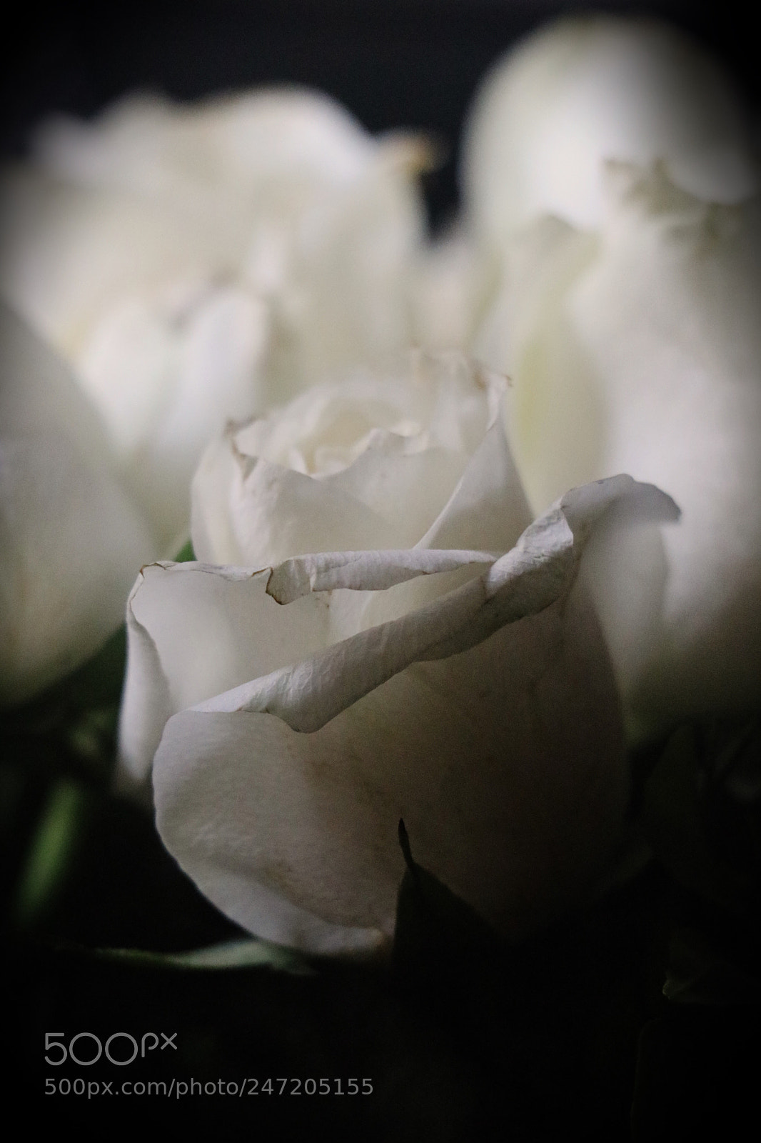Canon EOS 80D sample photo. Abstract photography