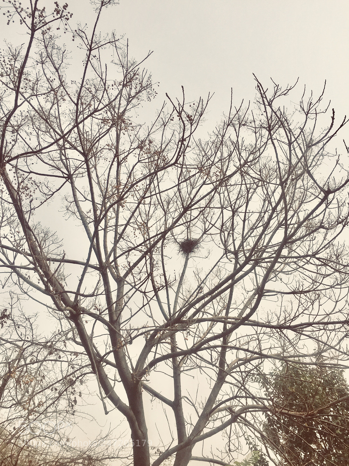 Apple iPhone 6 sample photo. Untitled photography