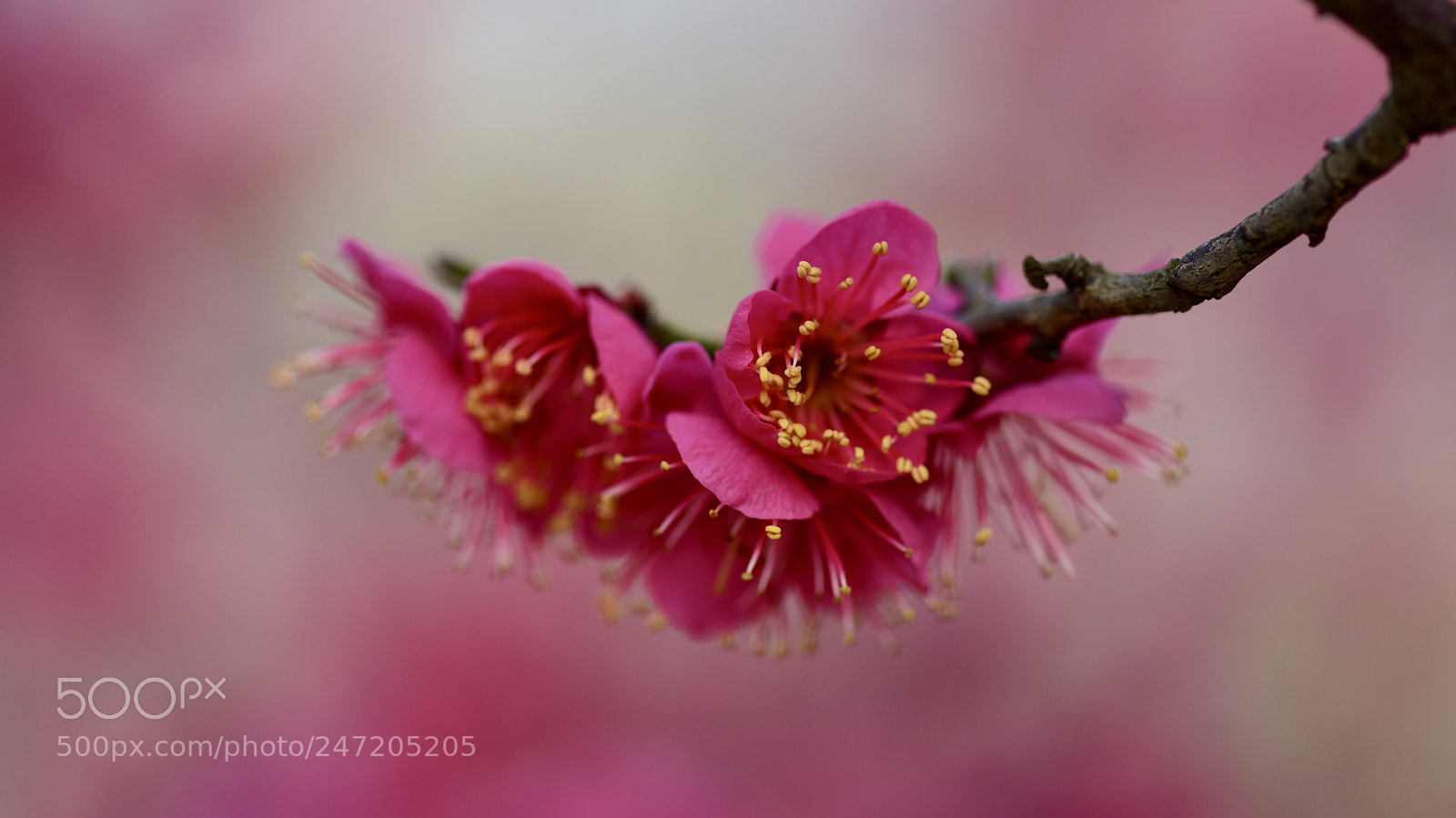 Nikon D810 sample photo. 梅花iii photography