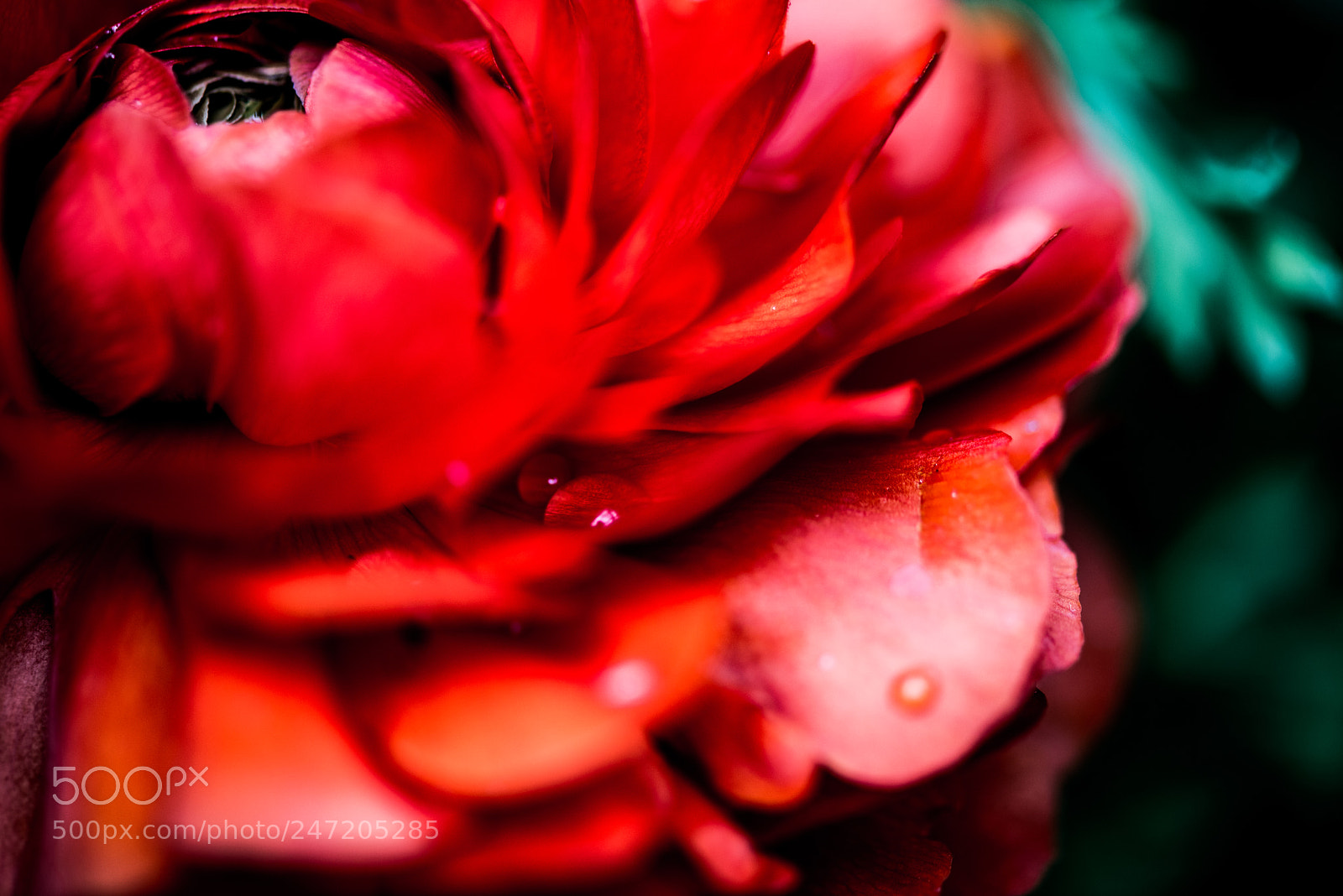 Nikon D800E sample photo. Water drop & red flower photography