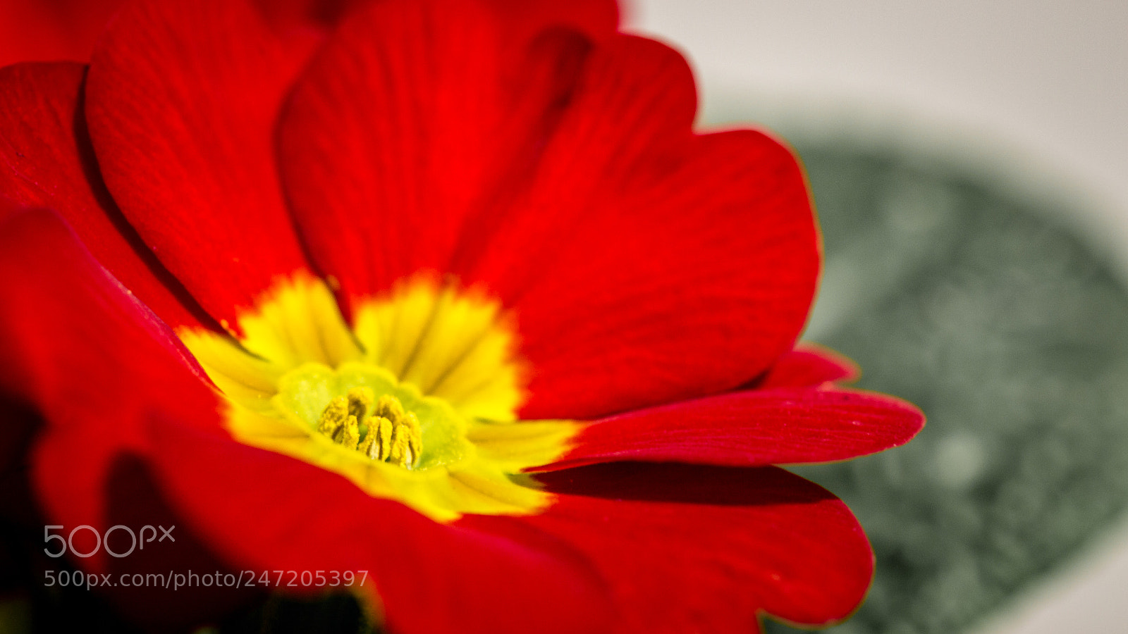 Canon EOS 600D (Rebel EOS T3i / EOS Kiss X5) sample photo. Red primrose photography