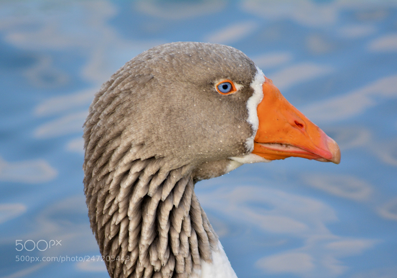 Nikon D5200 sample photo. Graylag goose photography