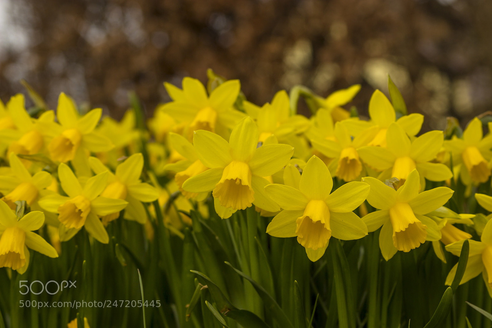 Canon EOS 600D (Rebel EOS T3i / EOS Kiss X5) sample photo. Daffodils photography