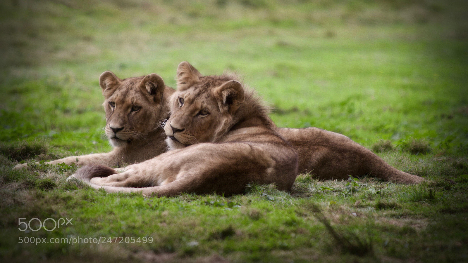 Canon EOS 7D sample photo. Lionceaux photography