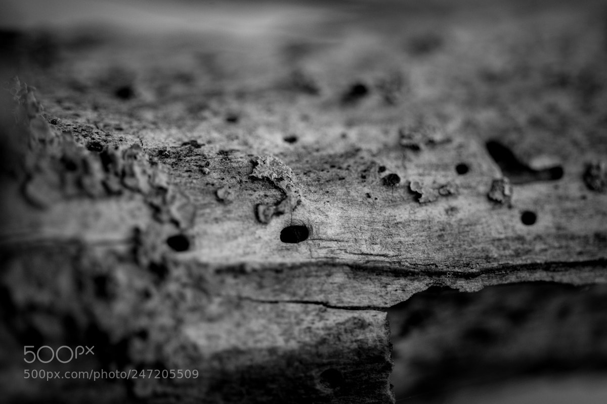 Canon EOS-1D Mark IV sample photo. Holes photography