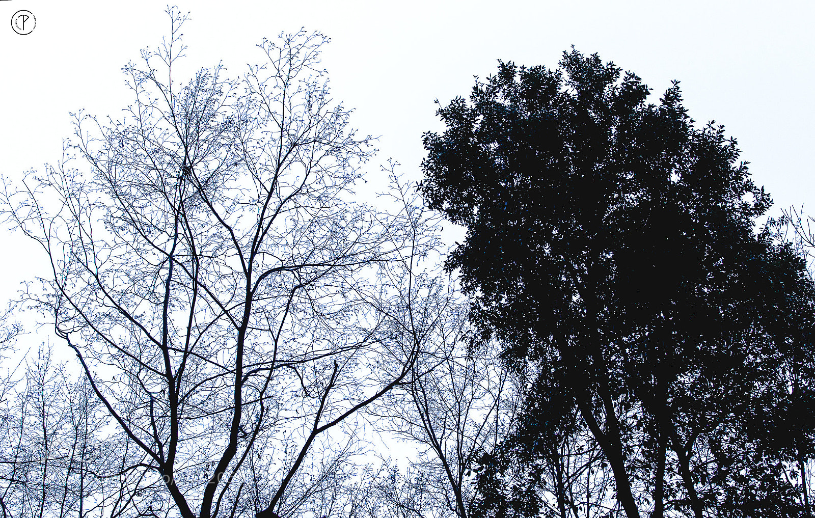 Canon EOS 7D Mark II sample photo. Life or death photography