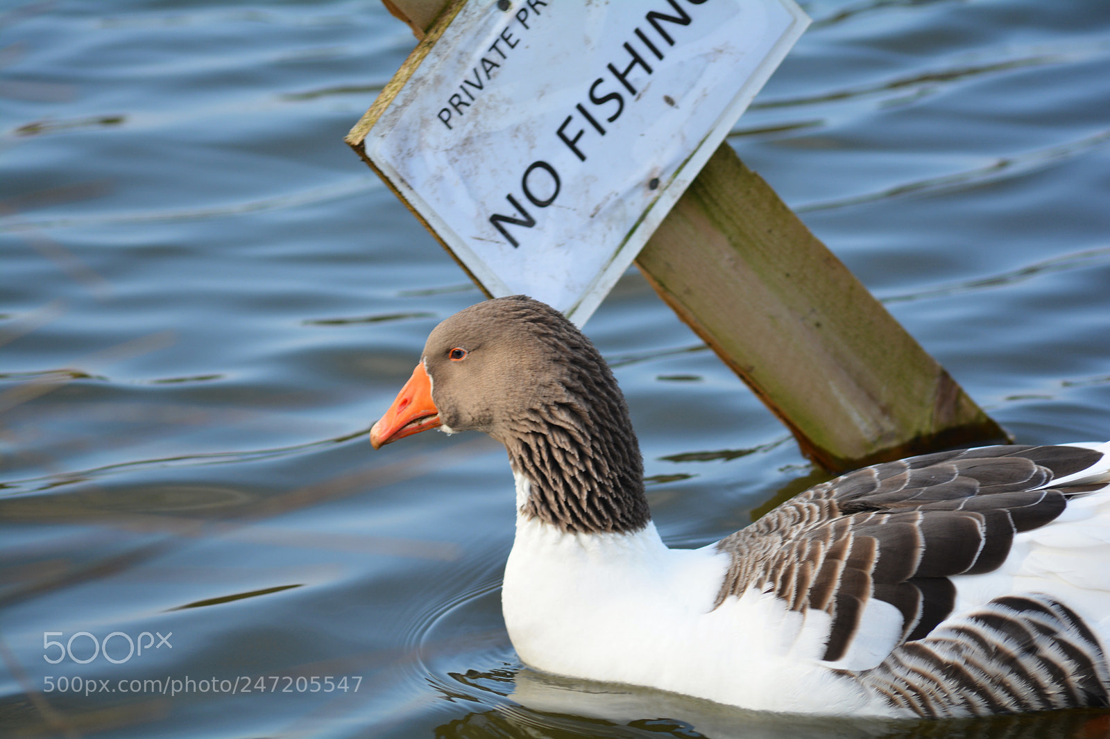 Nikon D5200 sample photo. No fishing photography