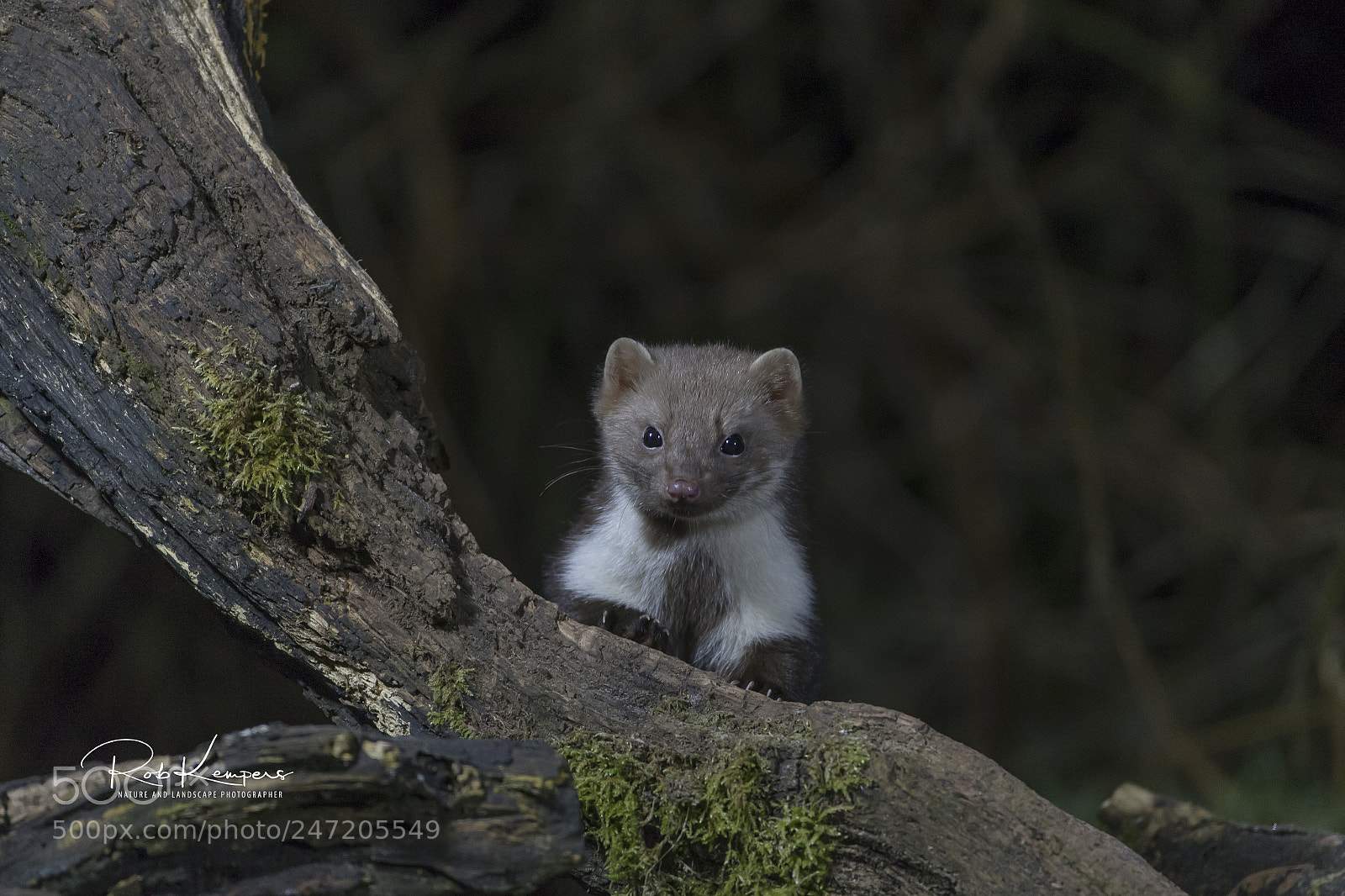Canon EOS-1D X sample photo. Stone-marten photography