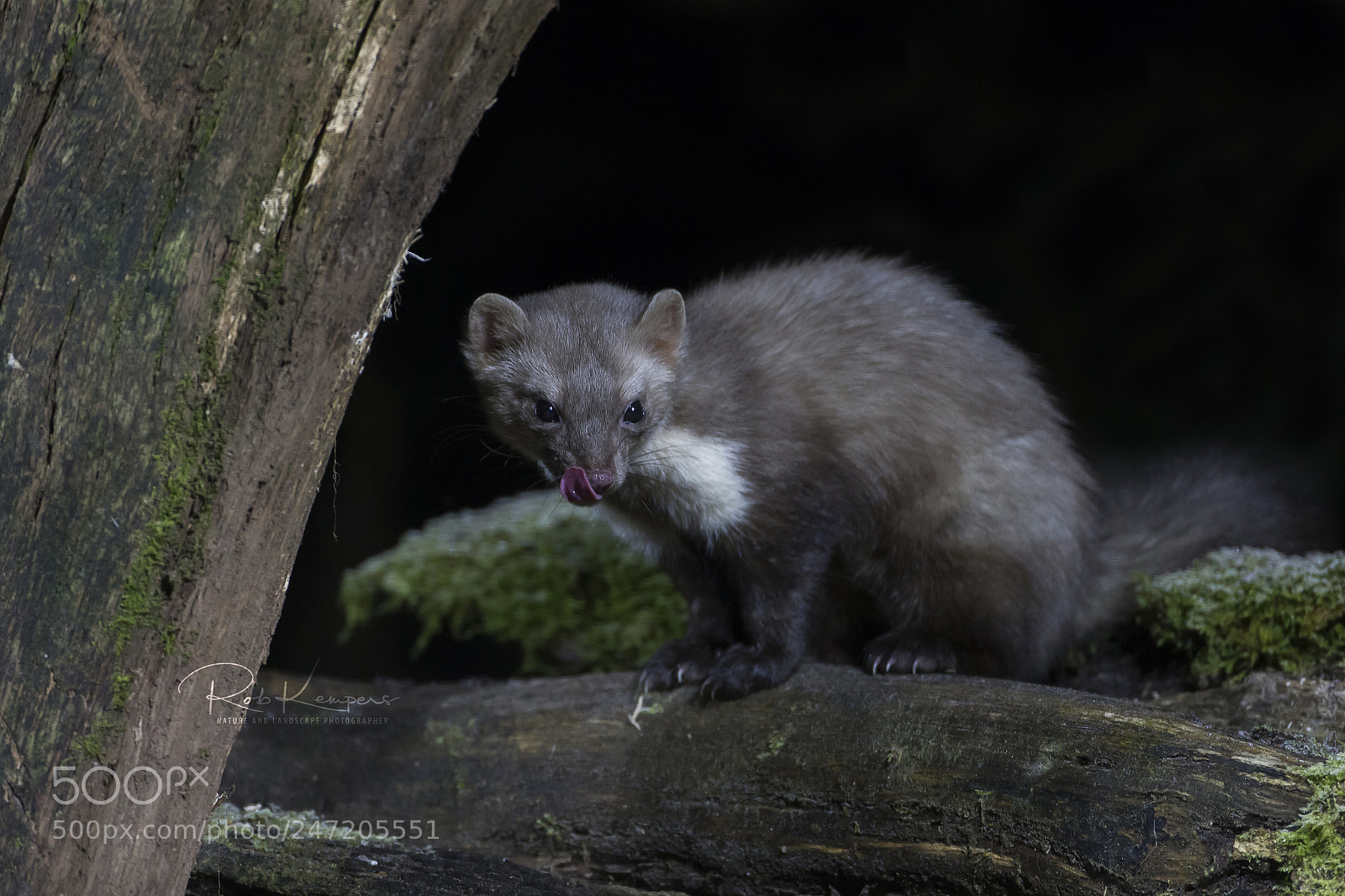 Canon EOS-1D X sample photo. Stone-marten photography