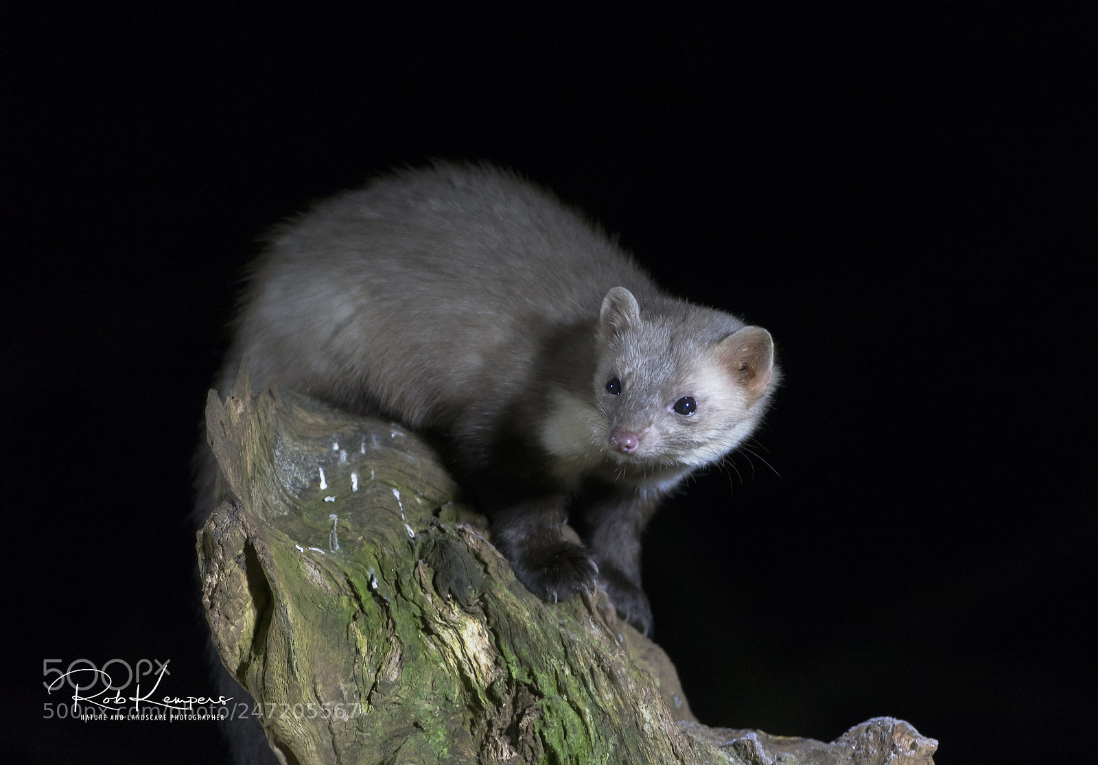 Canon EOS-1D X sample photo. Stone-marten photography
