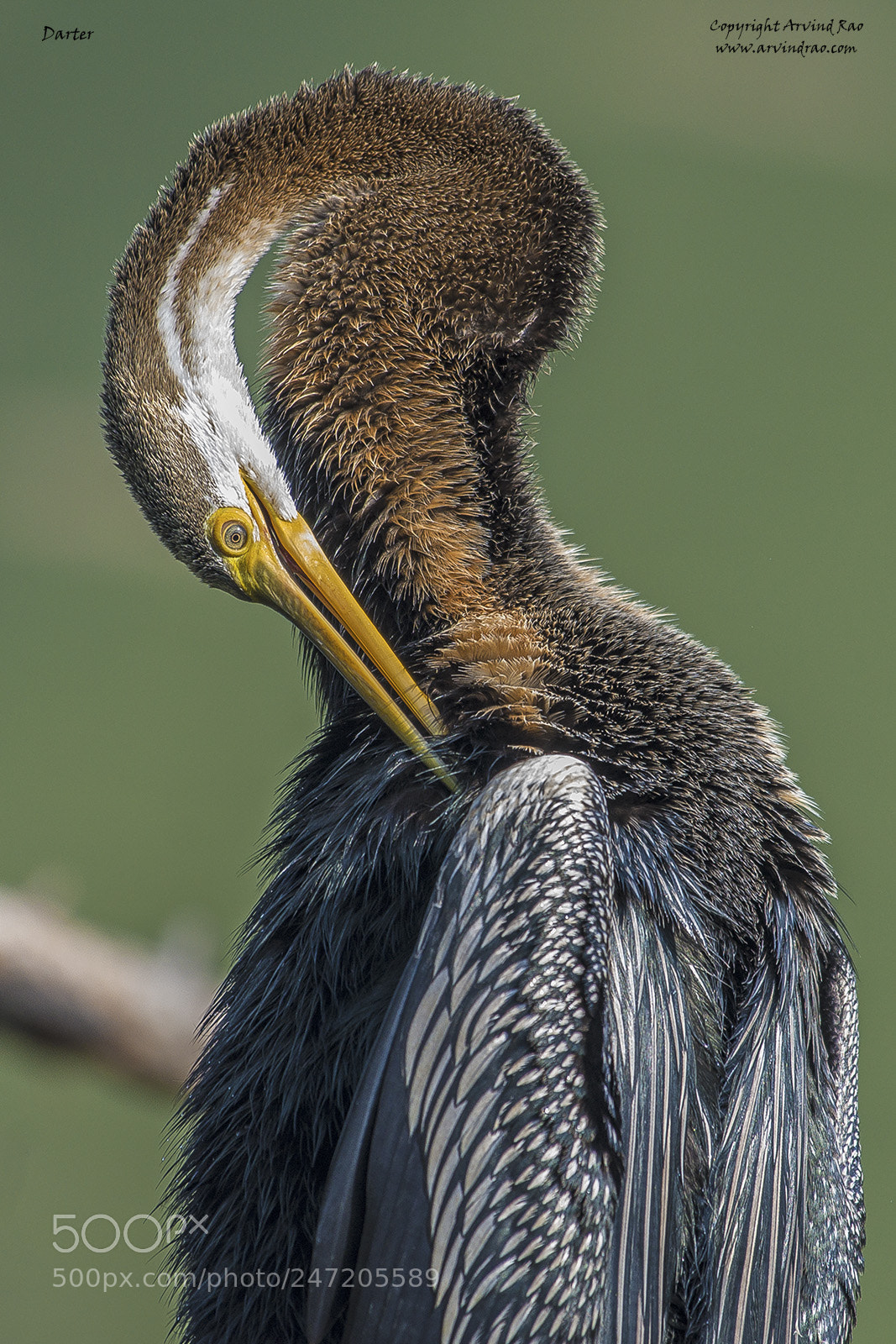 Nikon D7200 sample photo. Darter closeup photography
