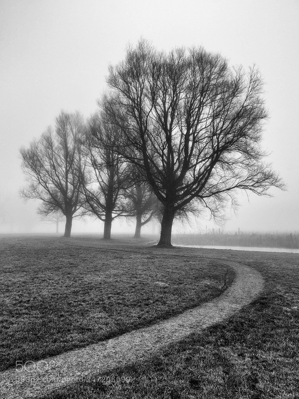 Panasonic Lumix DMC-GX8 sample photo. Black trees photography