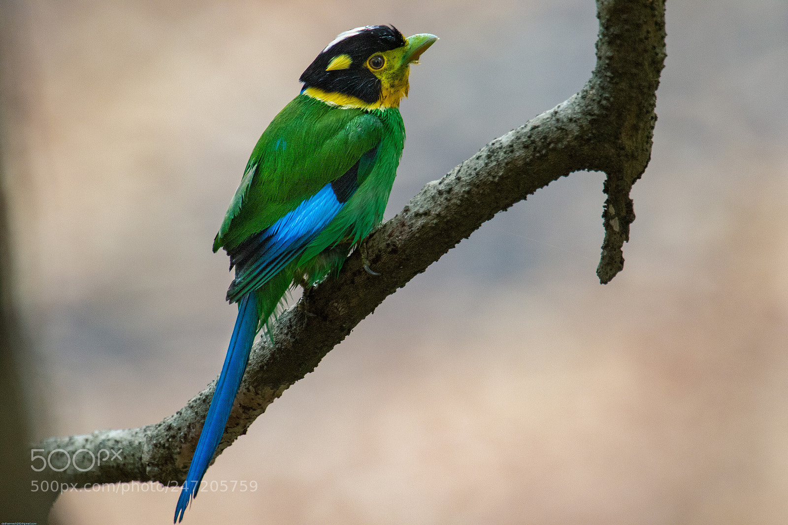 Canon EOS 7D Mark II sample photo. Longtailed broadbill photography