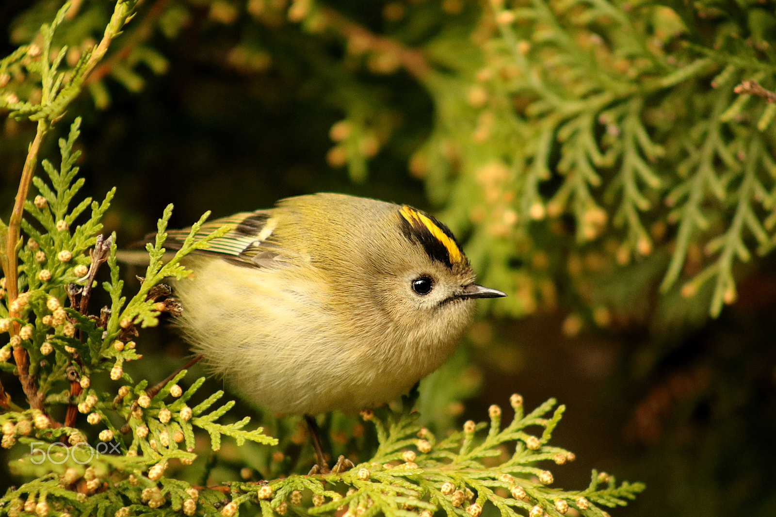 Canon EF 75-300mm f/4-5.6 USM sample photo. Goldcrest photography