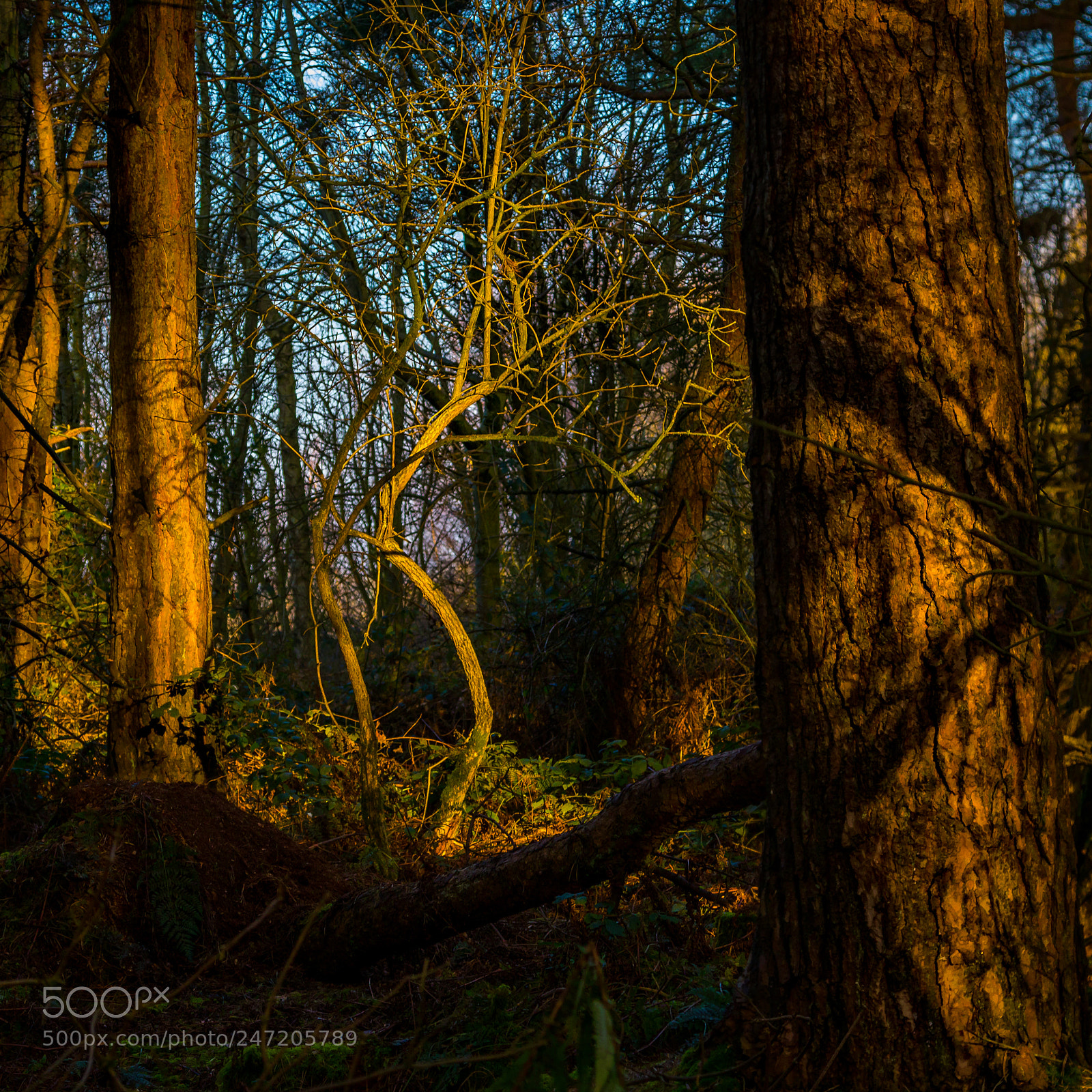 Canon EOS 7D Mark II sample photo. Woodland sunrise photography